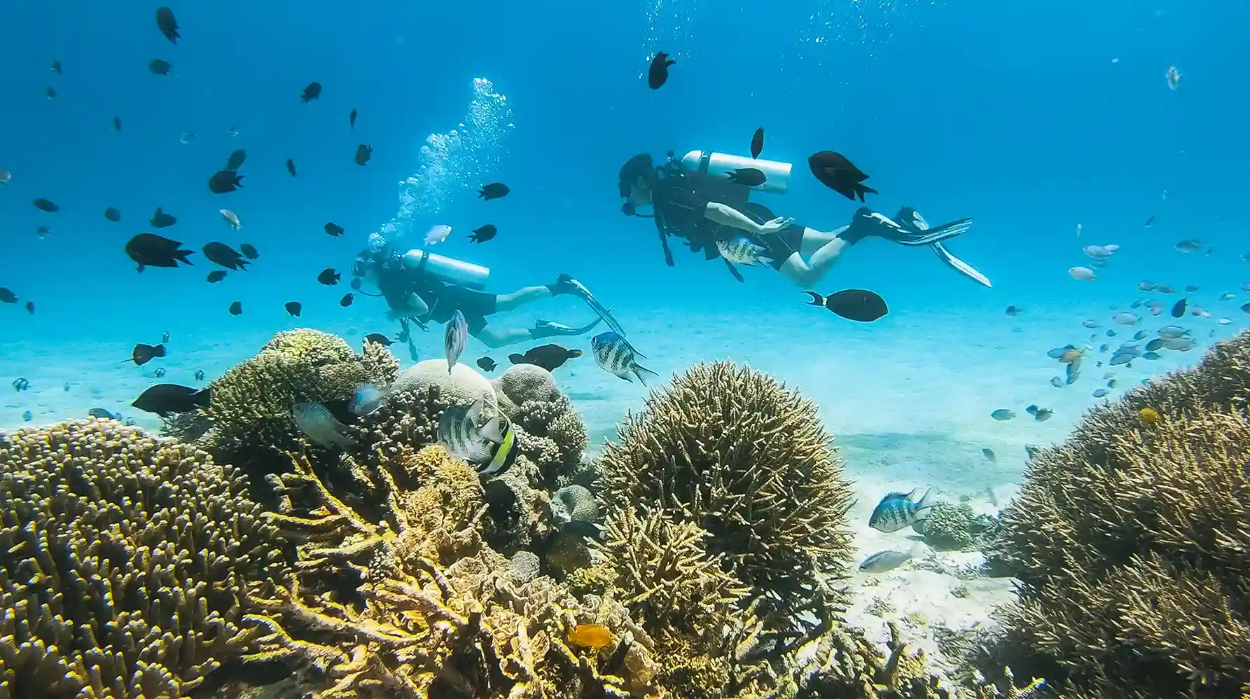 Diving in Labuan Bajo | Labuan Bajo Luxury
