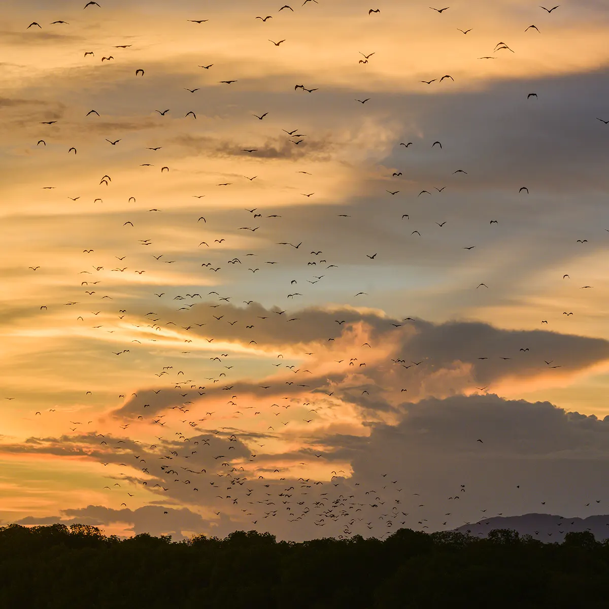 Watching Bat in Kalong Island | Labuan Bajo Luxury