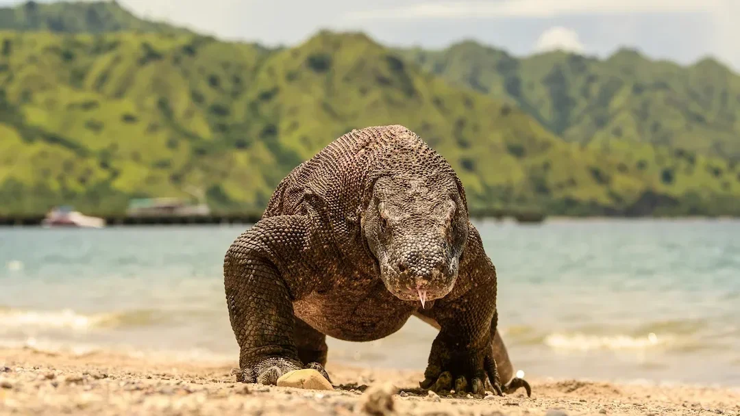 Komodo Dragon | Labuan Bajo Luxury