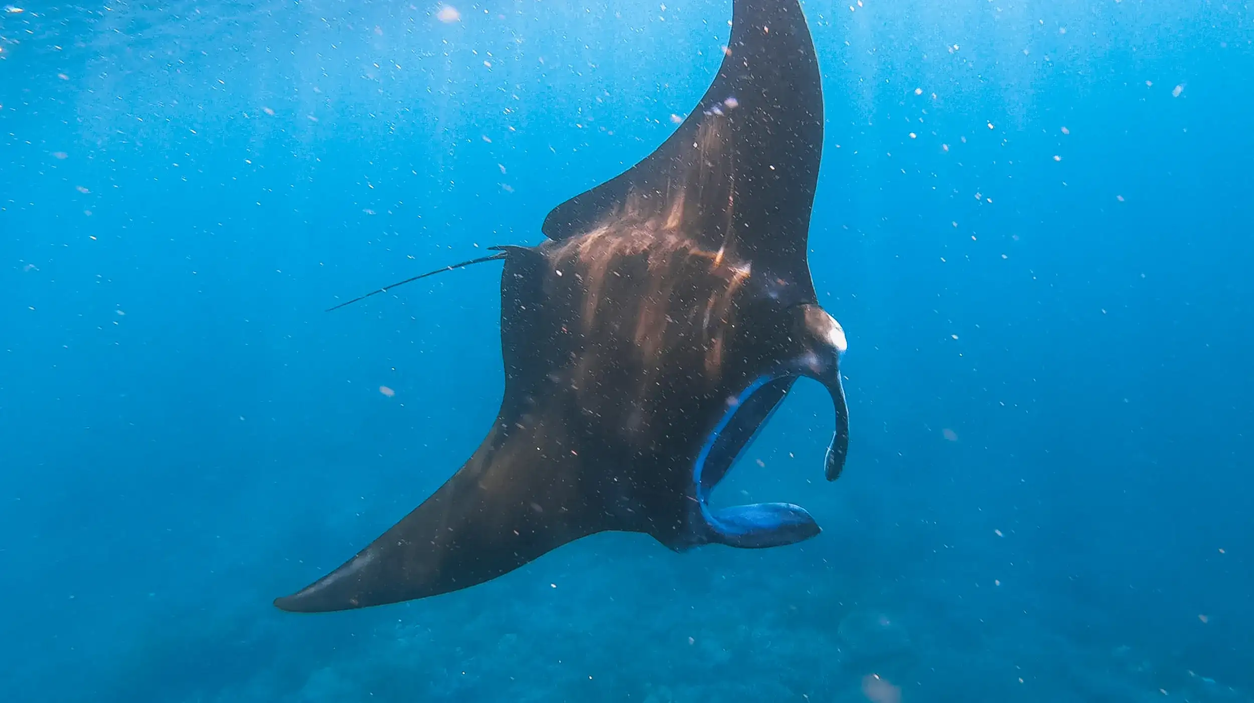 Manta Ray in Labuan Bajo | Labuan Bajo Luxury