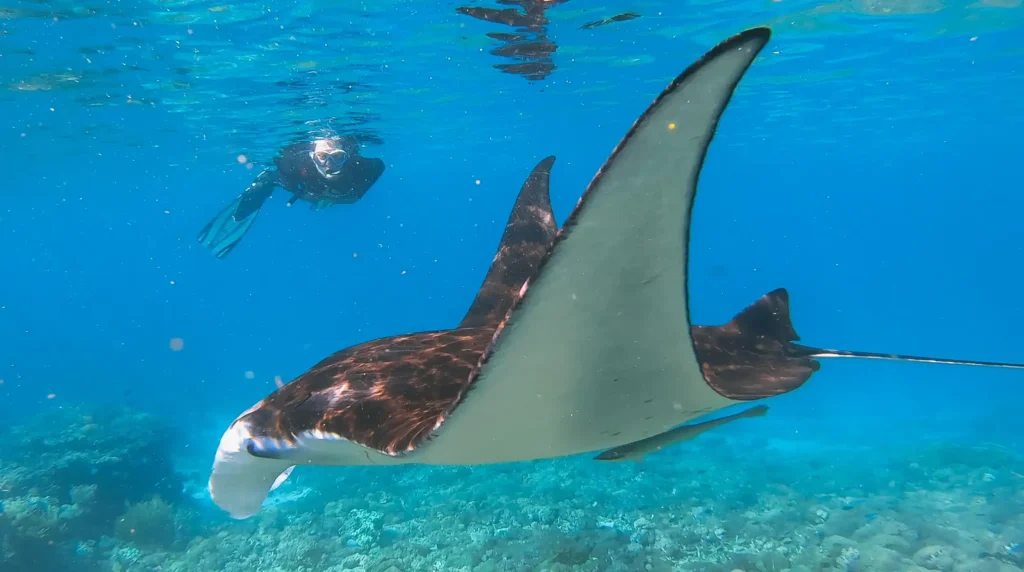Sustainable Luxury Snorkeling & Diving 2027