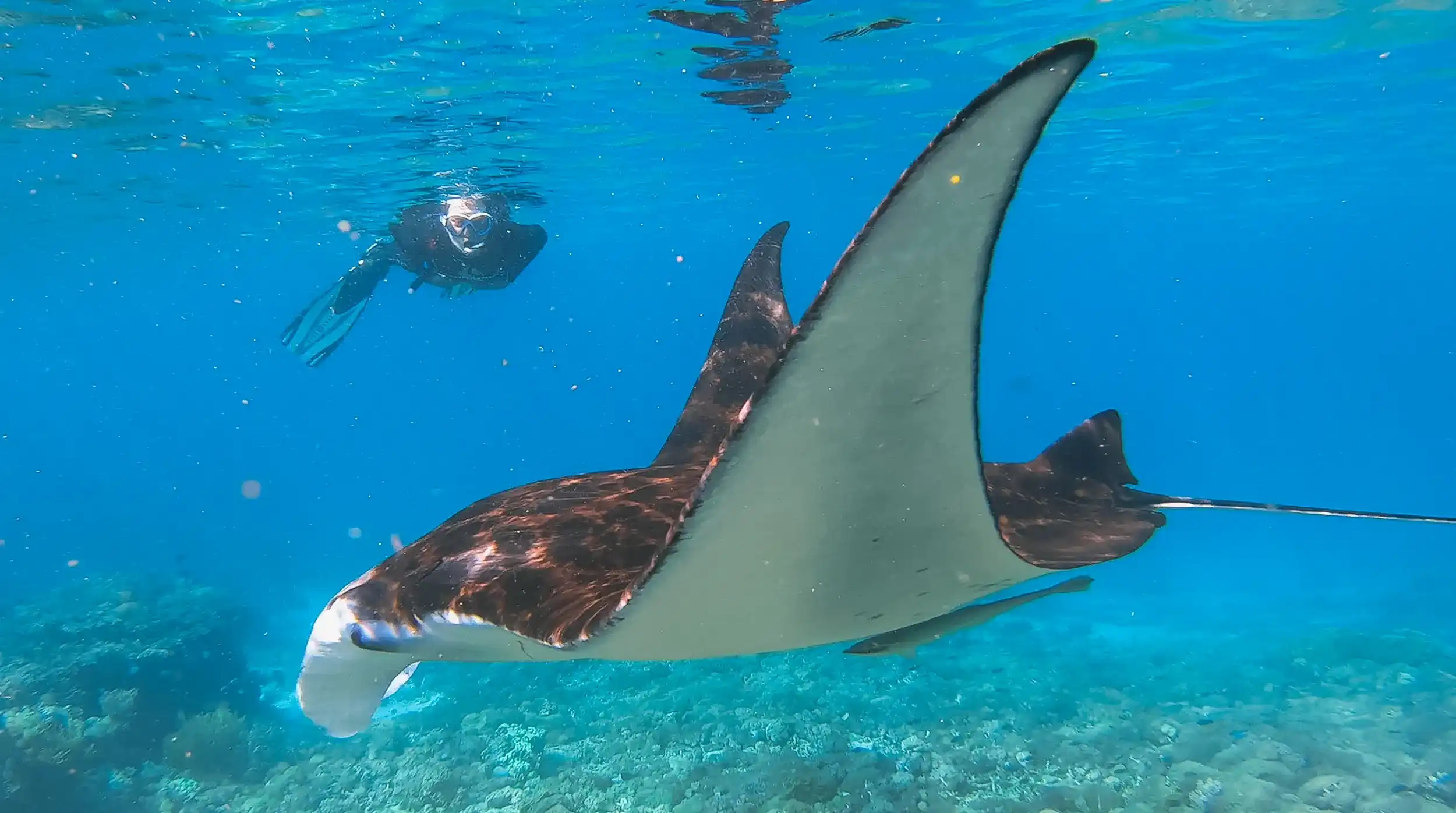 Manta Ray in Komodo National Park | Labuan Bajo Luxury