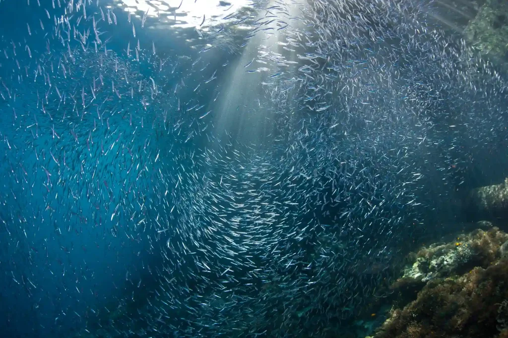Batu Bolong Dive Site — Komodo’s Premier Underwater Pinnacle