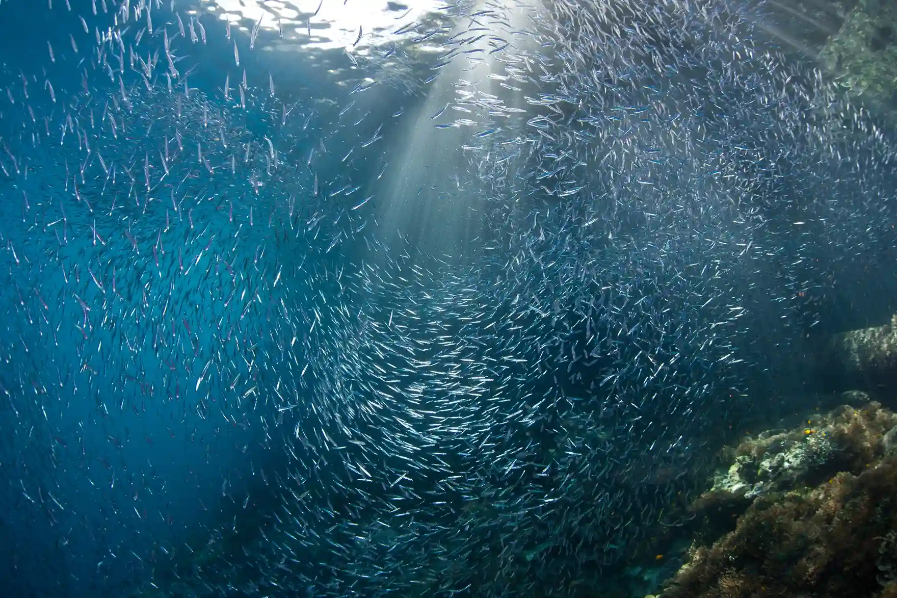 Batu Bolong Dive Site — Komodo’s Premier Underwater Pinnacle