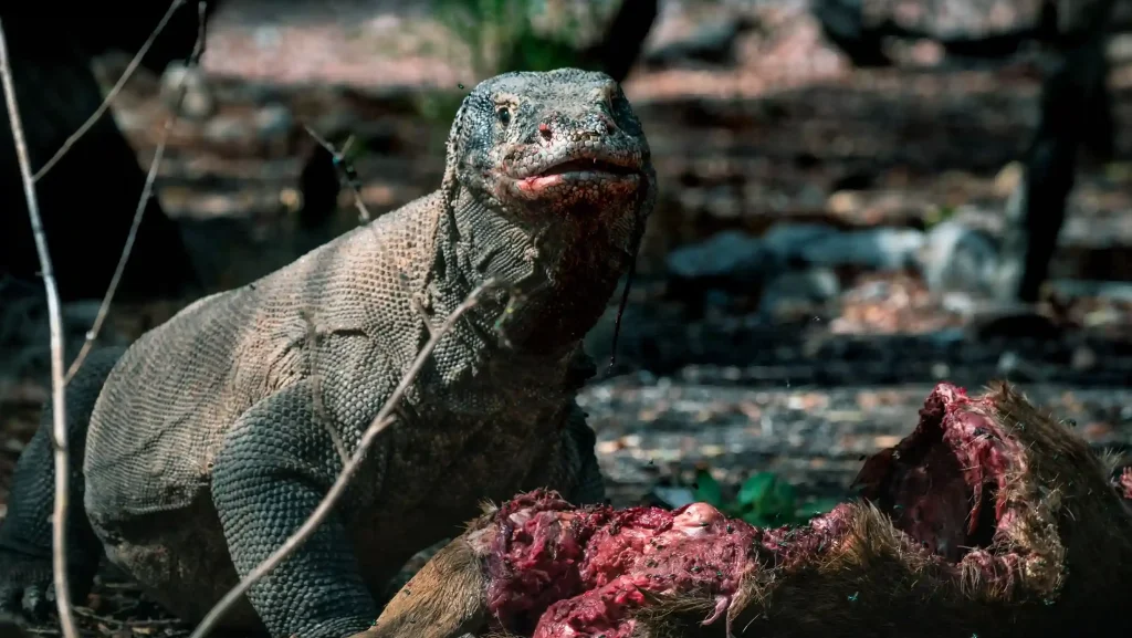 Komodo Dragon Venom — The Science Behind the Deadly Bite