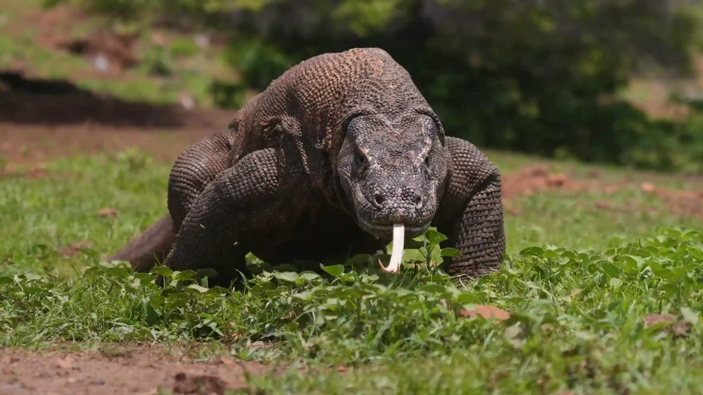 Komodo Dragon Safety Tips — How to Stay Safe During Your Visit