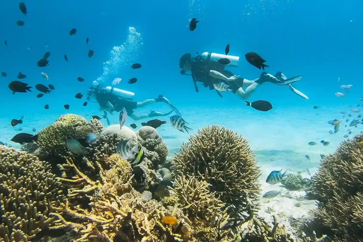 Diving | Labuan Bajo | Komodo National Park | Island Hopping