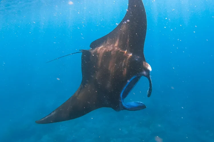 Manta Ray | Labuan Bajo | Komodo National Park | Island Hopping