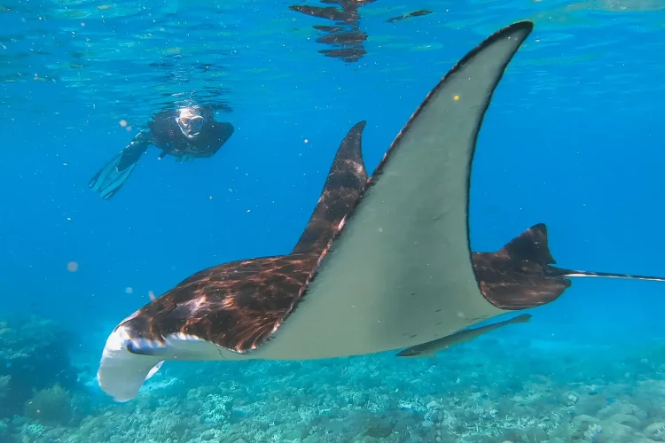 Manta Ray | Labuan Bajo | Komodo National Park | Island Hopping