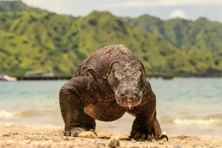 Komodo Dragon | Labuan Bajo | Komodo National Park | Island Hopping